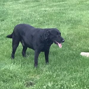 Meet your Posher, Alison